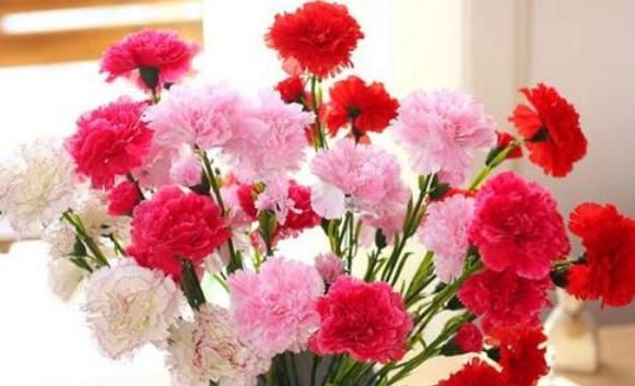 母亲节该送什么花，有人说花有花语，母亲节该送什么颜色的康乃馨才好呢？图2