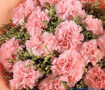 ​母亲节该送什么花，有人说花有花语，母亲节该送什么颜色的康乃馨才好呢？