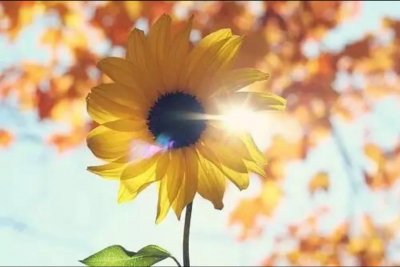 ​向阳而生什么意思？向阳而生，做真实的自己