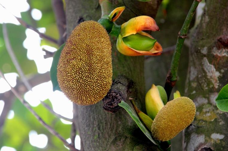 菠萝蜜籽可以吃吗?菠萝蜜籽怎么吃