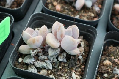 ​多肉名词大科普，这些你都不知道，还敢说自己喜欢多肉