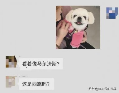 ​狮子狗是什么品种（宠物犬之狮子狗长什么样子图片）