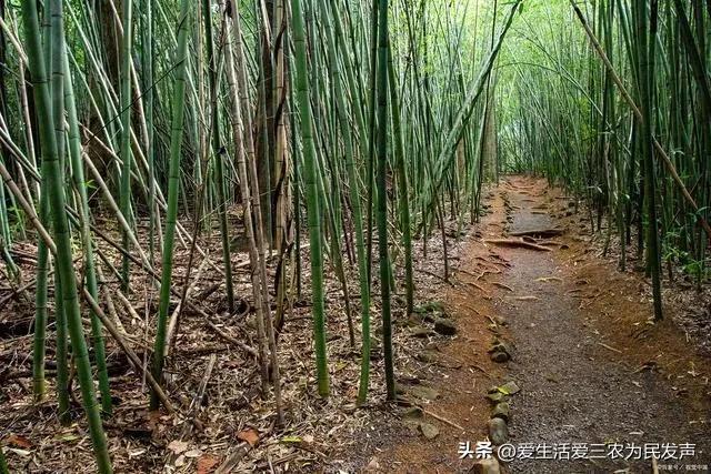 种植什么好呢(荒地种植什么好?) 种植什么好呢(荒地种植什么好?)