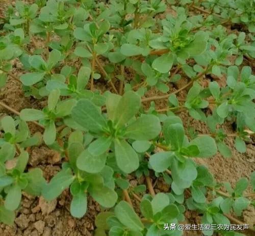 种植什么好呢(荒地种植什么好?) 种植什么好呢(荒地种植什么好?)