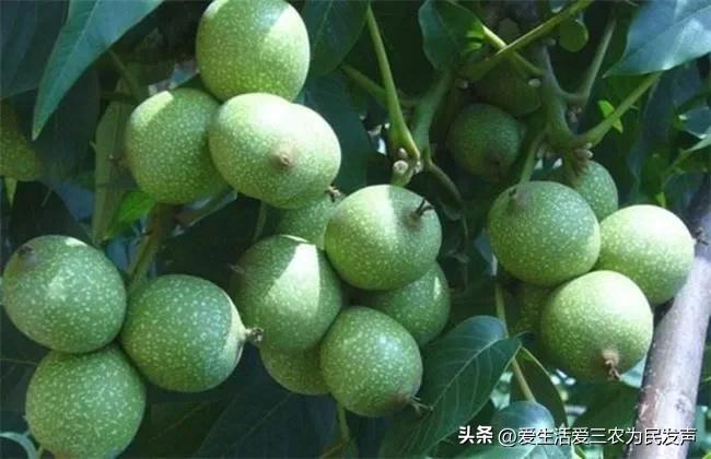 种植什么好呢(荒地种植什么好?) 种植什么好呢(荒地种植什么好?)