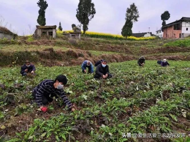 种植什么好呢(荒地种植什么好?) 种植什么好呢(荒地种植什么好?)
