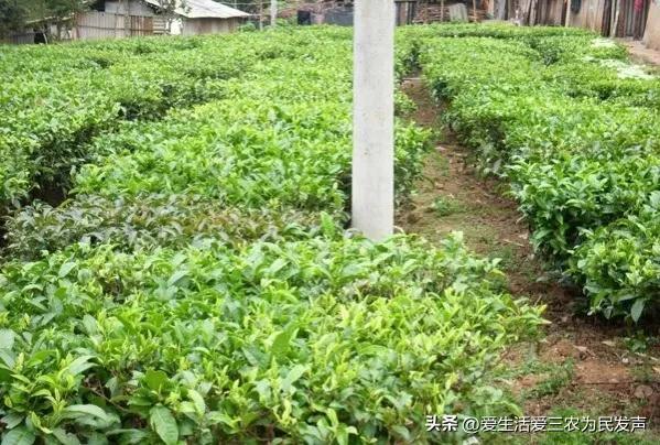 种植什么好呢(荒地种植什么好?) 种植什么好呢(荒地种植什么好?)