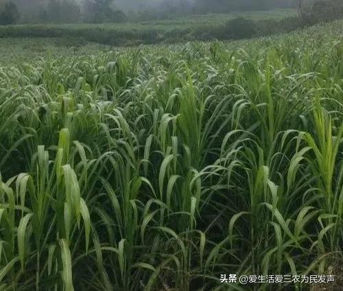 种植什么好呢(荒地种植什么好?) 种植什么好呢(荒地种植什么好?)
