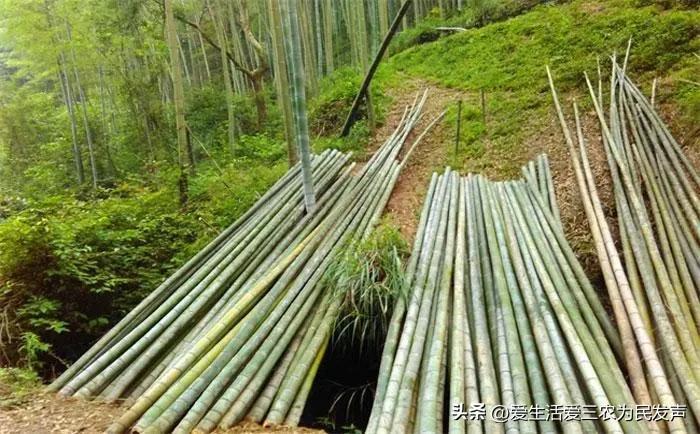 种植什么好呢(荒地种植什么好?) 种植什么好呢(荒地种植什么好?)