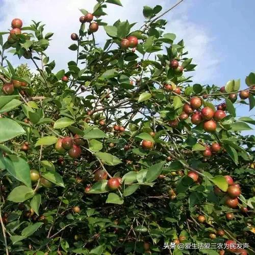 种植什么好呢(荒地种植什么好?) 种植什么好呢(荒地种植什么好?)