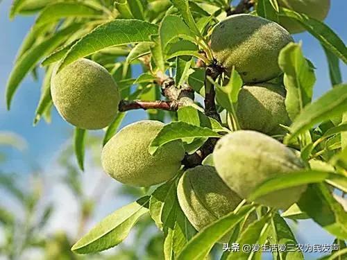 种植什么好呢(荒地种植什么好?) 种植什么好呢(荒地种植什么好?)