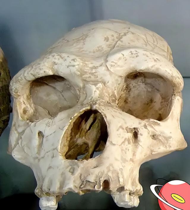 山海经有什么奇花异草（胆小勿入这些人头骨）(10)