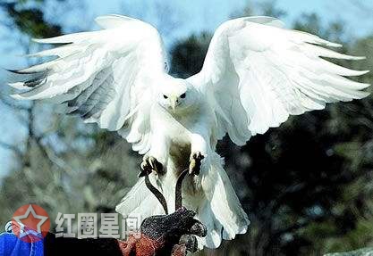 天坑鹰猎张保庆养的白鹰是什么品种 张保庆喜提鹰蛋当奶爸