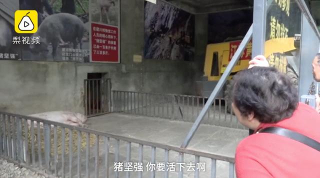 猪坚强的标本在哪里(靠雨水和木炭活下来)(2)