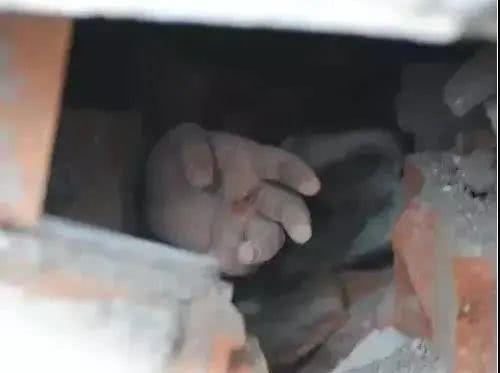 猪坚强的标本在哪里(靠雨水和木炭活下来)(7)