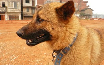 ​中华田园犬是什么狗？中华田园犬怎样训练？