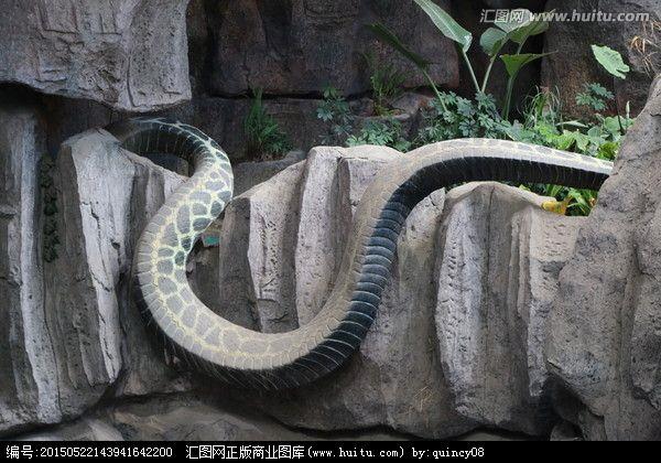 神秘巨蛇纳布nabau高清照片太恐怖了吧 真相意料之外但情理之中