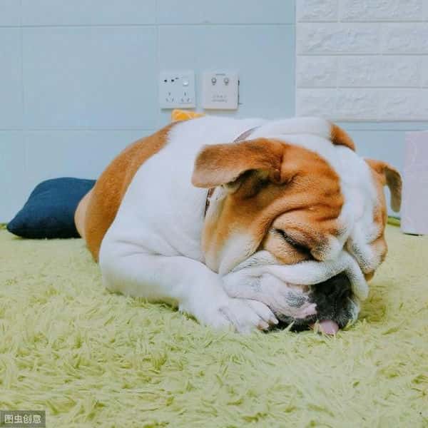 温顺适合孩子养的狗（适合儿童养的宠物）