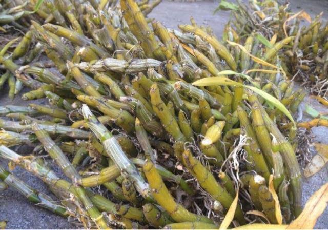 生活市面上最昂贵的三种中药材(石斛为什么会这么贵) 2