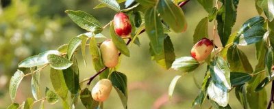 ​枣树叶子能泡水喝吗? 枣树叶可以直接泡水喝吗