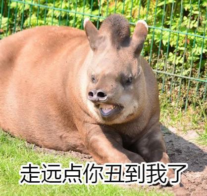 10个狗头表情包（一组貘mó的表情包）(5)