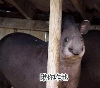 ​10个狗头表情包（一组貘mó的表情包）