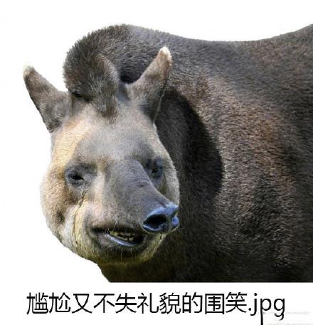 10个狗头表情包（一组貘mó的表情包）(3)