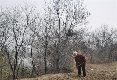​珍视先人，传承文化：清明节，祭祖的重要日子