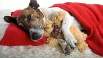 ​保持白色博美犬洁白如新：护理秘诀大公开