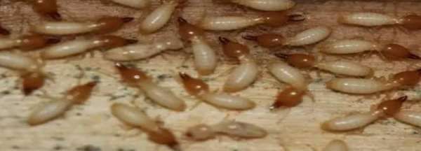 白蚁咬人 有毒,白蚂蚁的危害有多大?咬人吗?图3