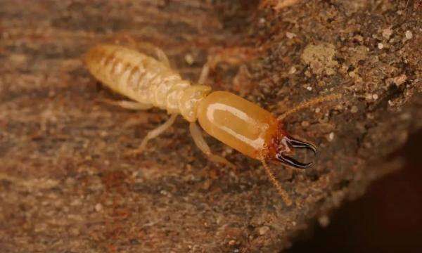 白蚁咬人 有毒,白蚂蚁的危害有多大?咬人吗?图4