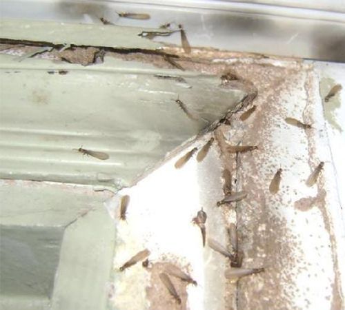 白蚂蚁的危害有多大?咬人吗?