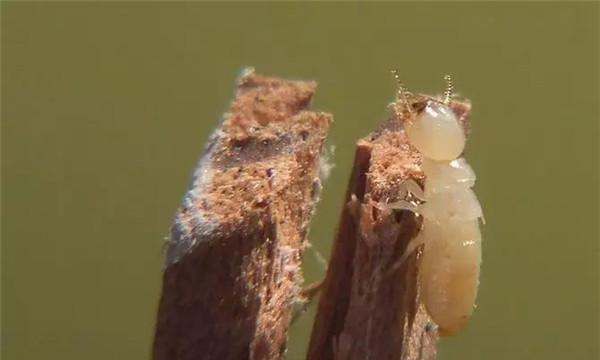 白蚁咬人 有毒,白蚂蚁的危害有多大?咬人吗?图6