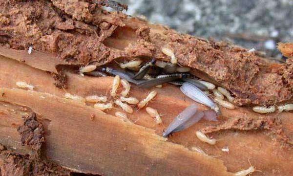 白蚁咬人 有毒,白蚂蚁的危害有多大?咬人吗?图5