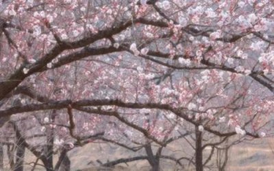 ​春天的精灵 遥遥长安(春天的精灵教案)