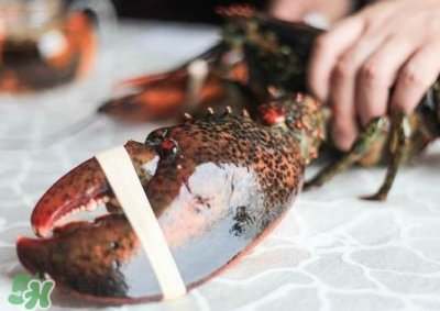 ​波士顿龙虾怎么去虾线？波士顿龙虾怎么清洗