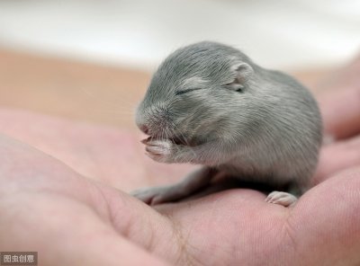 ​仓鼠怕热吗能不能热死（新手仓鼠鼠友一定要避开这样养鼠误区，不然很容易把仓