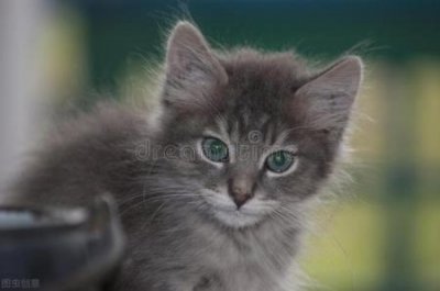 ​宠物驯养师培训