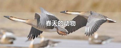 ​春天的动物