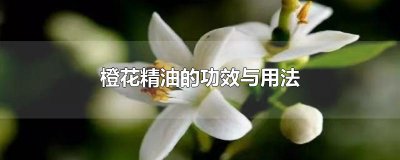 ​橙花精油的功效与用法