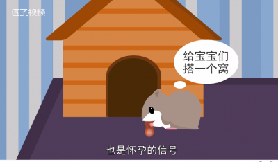 ​仓鼠怎么辨别怀孕
