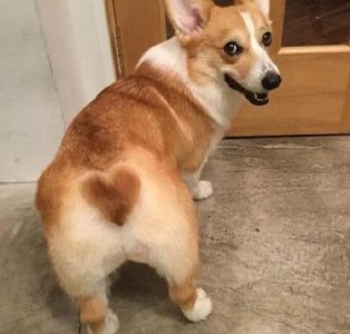 ​狗狗频繁舔尿道口(小狗不停的尿怎么回事)