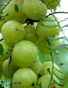 油柑叶枕头适合婴儿吗?油柑叶枕头功效 油柑叶枕头适合婴儿吗?油柑叶枕头功效