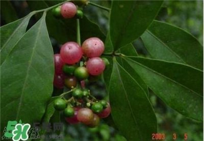 ​油柑叶枕头适合婴儿吗?油柑叶枕头功效