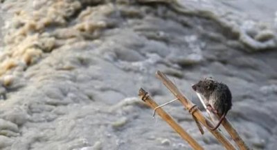 ​老鼠不怕水淹,老鼠怕水淹 老鼠用水可以淹得死吗