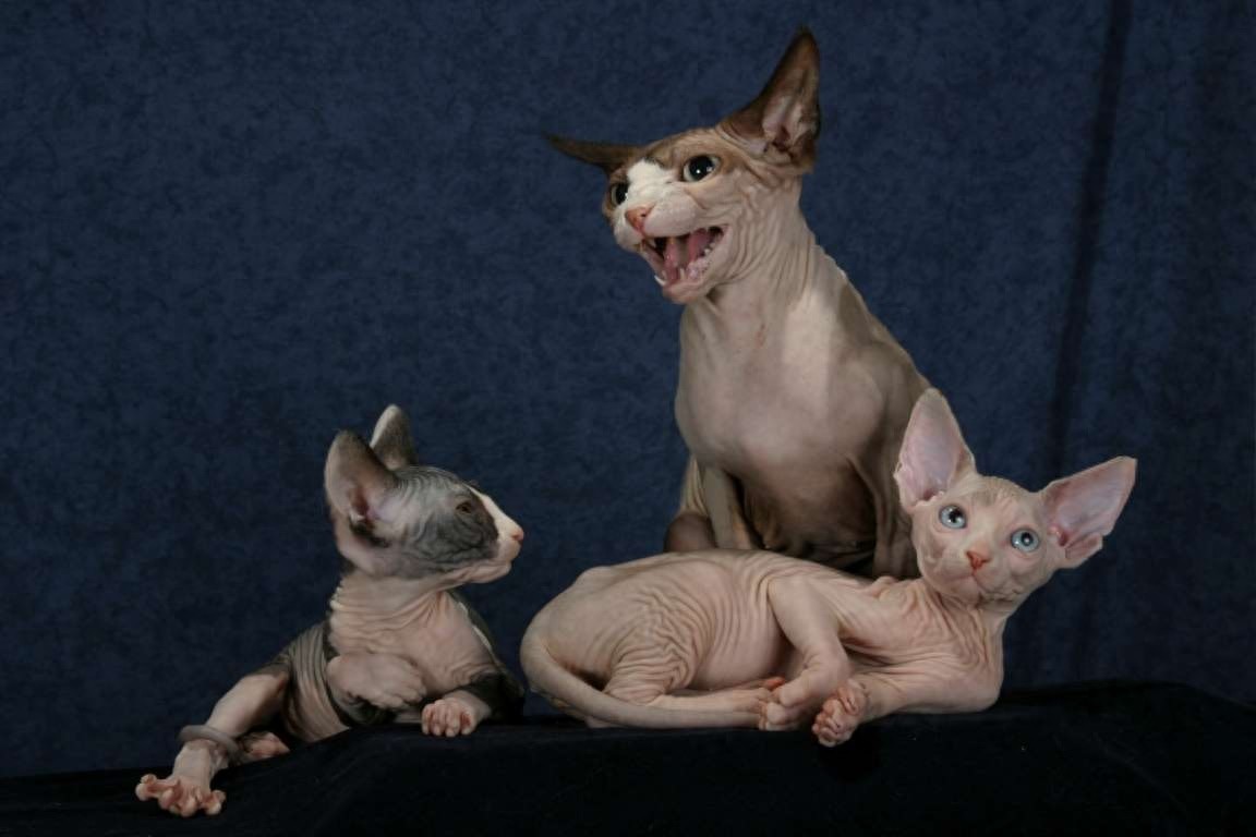 斯芬克斯猫，来自喵星球的小怪物