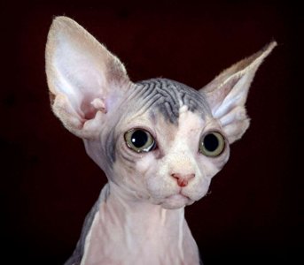 ​斯芬克斯猫，来自喵星球的小怪物