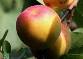 杏子可以放冰箱吗？杏子可以冷藏吗？