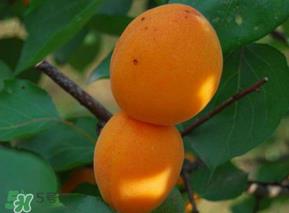 杏子可以放冰箱吗？杏子可以冷藏吗？