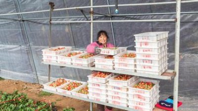 ​历城西张村章姬草莓荣获金奖！“历城草莓”又添一金字招牌